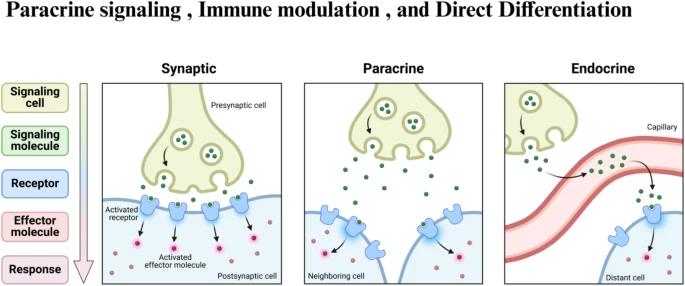 圖3：干細胞治療眼科疾病的旁分泌信號、免疫調節和直接分化等機制