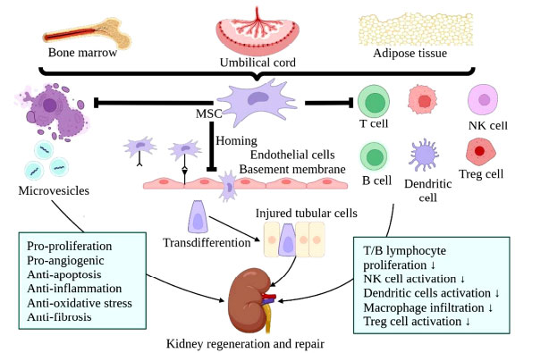 圖(3)：MSCs治療腎臟疾病的機(jī)制示意圖