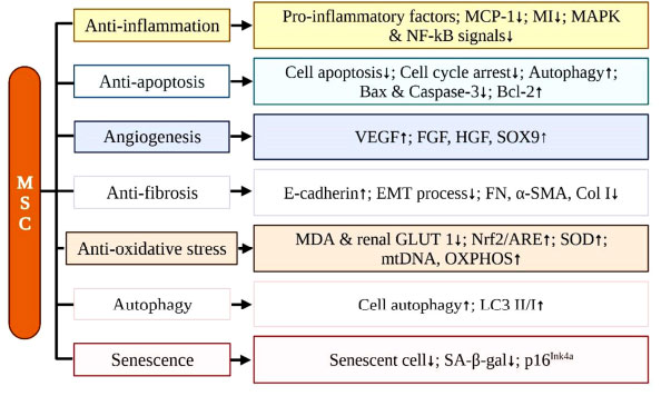 圖 (4)：間充質(zhì)干細(xì)胞治療腎臟疾病