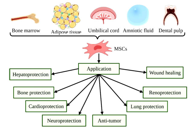 圖(2)：MSCs的來源和用途示意圖。
