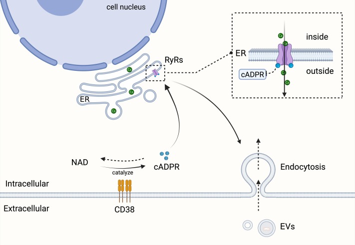 圖4:EV內吞作用 圖4:EV內吞作用