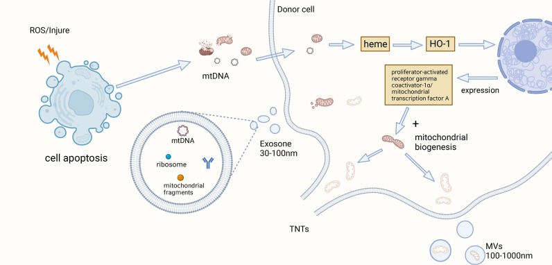 圖1:觸發MSCs-MT的因素 圖1:觸發MSCs-MT的因素