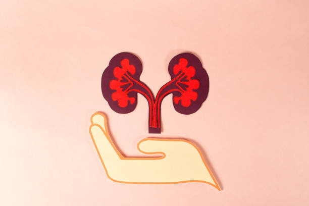 間充質(zhì)干細胞治療腎病:不同劑量與給藥途徑會影響療效嗎? 間充質(zhì)干細胞治療腎病:不同劑量與給藥途徑會影響療效嗎?