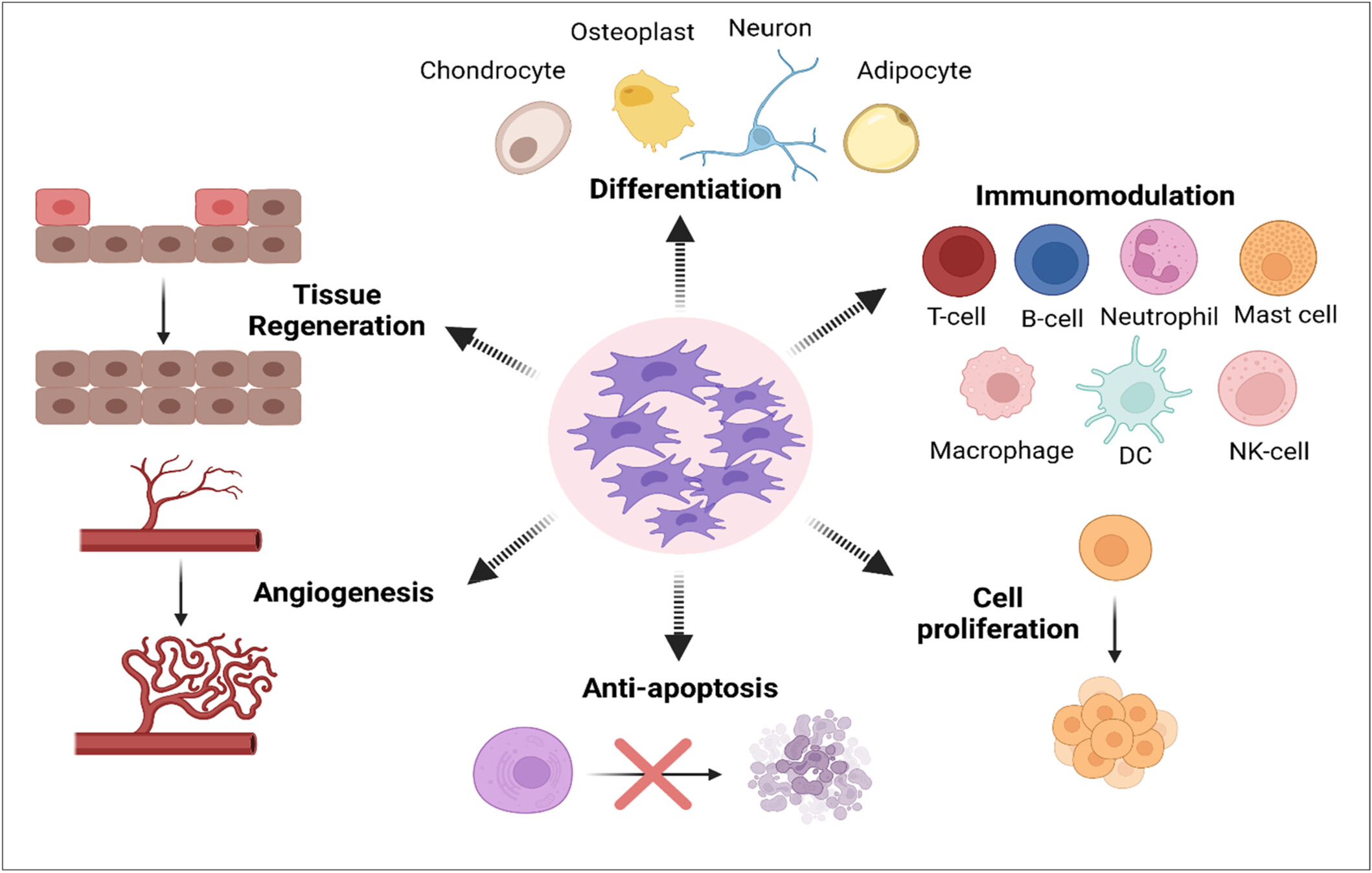 圖2：間充質干細胞 (MSC) 的生物學作用。