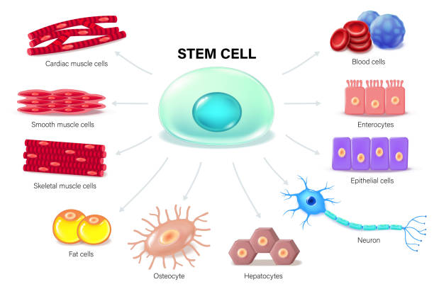 胚胎干細(xì)胞:再生醫(yī)學(xué)的終極密碼?|九大觀點(diǎn)揭秘細(xì)胞治療的曙光與暗礁 胚胎干細(xì)胞:再生醫(yī)學(xué)的終極密碼?|九大觀點(diǎn)揭秘細(xì)胞治療的曙光與暗礁