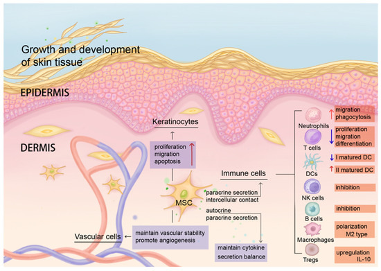 圖2：MSCs維持皮膚微環境穩態，并協調抗炎和再生免疫調節。