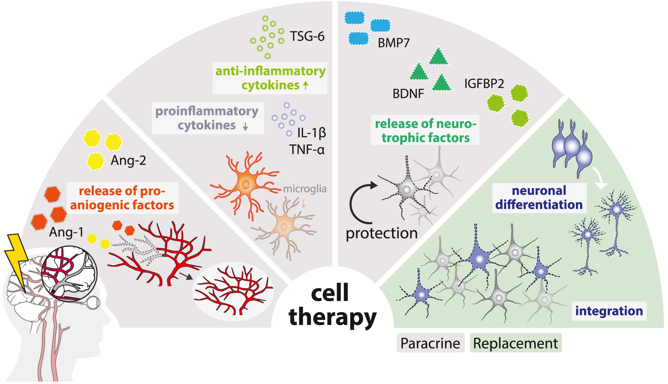 圖1：缺血性中風(fēng)的病理生理涉及神經(jīng)元變性、細(xì)胞凋亡增加、星形膠質(zhì)細(xì)胞和小膠質(zhì)細(xì)胞的激活以及血管重塑。細(xì)胞療法可通過多種旁分泌機(jī)制或直接細(xì)胞替換來逆轉(zhuǎn)這些過程。