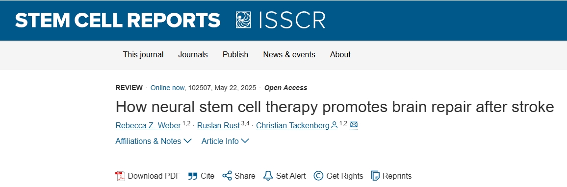 神經(jīng)干細(xì)胞療法如何促進(jìn)中風(fēng)后的大腦修復(fù)