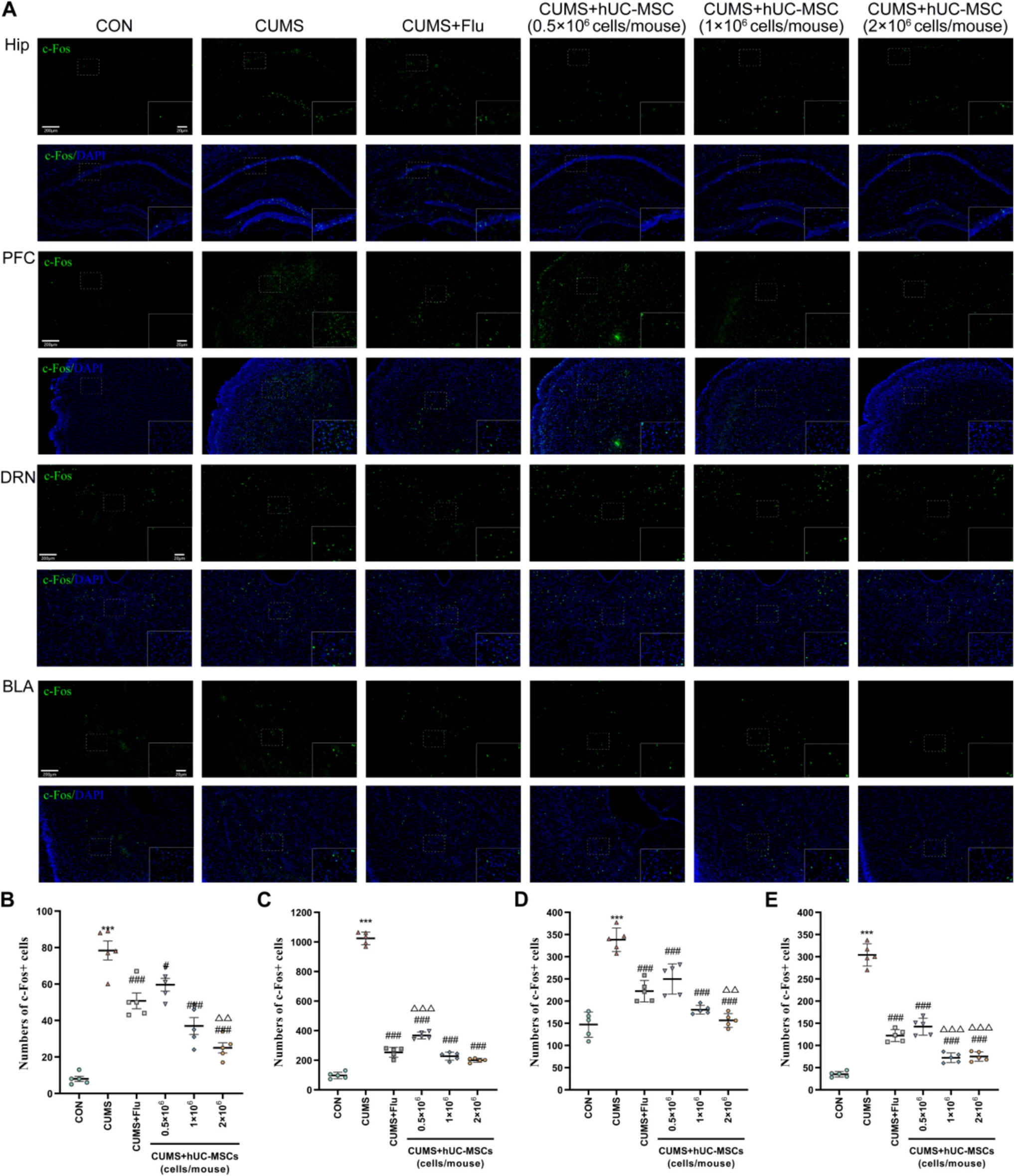 圖3：hUC-MSCs修復了CUMS小鼠的神經元活動異常。