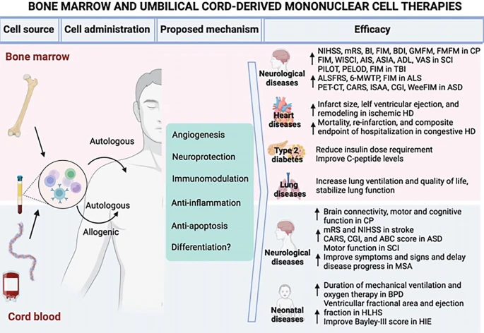 圖1:BMMNC和UCB-MNC的潛在應用。 圖1:BMMNC和UCB-MNC的潛在應用。
