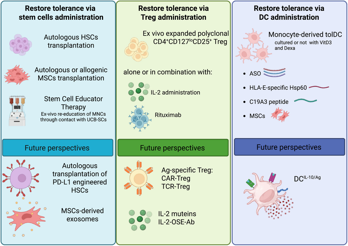 圖1:為恢復1型糖尿病(T1D)耐受性而提出的過繼細胞治療策略示意圖。 圖1:為恢復1型糖尿病(T1D)耐受性而提出的過繼細胞治療策略示意圖。
