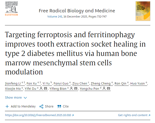 通過調控人骨髓間充質干細胞，靶向鐵死亡和鐵蛋白自噬可改善2型糖尿病患者拔牙窩的愈合。
