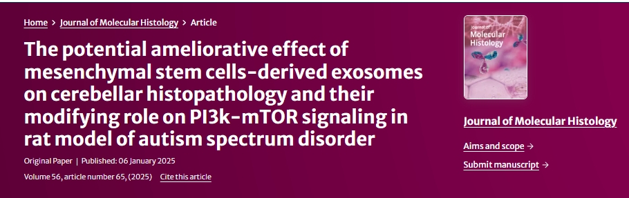 間充質(zhì)干細(xì)胞衍生的外泌體對(duì)自閉癥譜系障礙大鼠小腦組織病理學(xué)的潛在改善作用及其對(duì) PI3k-mTOR 信號(hào)傳導(dǎo)的調(diào)節(jié)作用