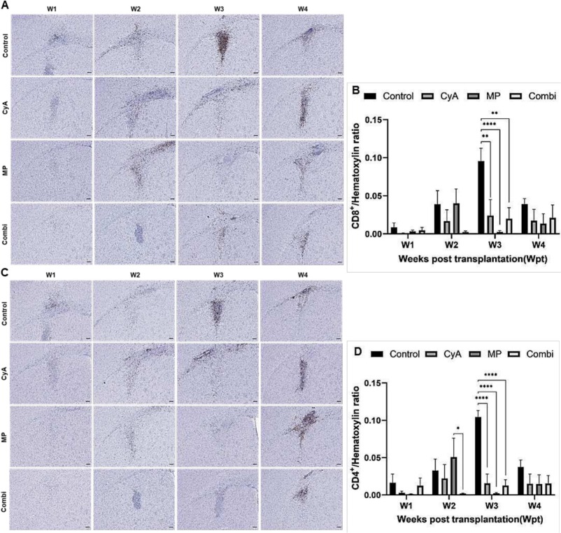 圖9:移植同種異體NSC的免疫抑制C57BL/6小鼠紋狀體中CD8+和CD4+T淋巴細(xì)胞的組織學(xué)分析。 圖9:移植同種異體NSC的免疫抑制C57BL/6小鼠紋狀體中CD8+和CD4+T淋巴細(xì)胞的組織學(xué)分析。