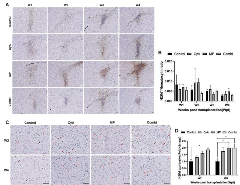 圖10:ICR NSCs同種異體移植到紋狀體免疫抑制的C57BL/6小鼠腦內(nèi)的存活情況。 圖10:ICR NSCs同種異體移植到紋狀體免疫抑制的C57BL/6小鼠腦內(nèi)的存活情況。