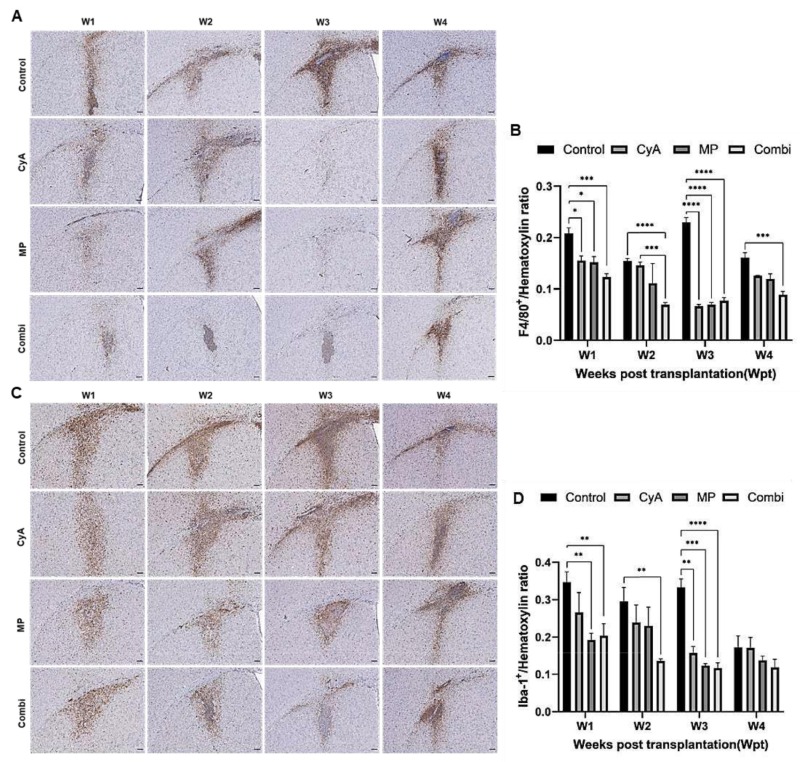 圖8:移植同種異體NSC的免疫抑制C57BL/6小鼠紋狀體中的小膠質(zhì)細(xì)胞/巨噬細(xì)胞的組織學(xué)分析。 圖8:移植同種異體NSC的免疫抑制C57BL/6小鼠紋狀體中的小膠質(zhì)細(xì)胞/巨噬細(xì)胞的組織學(xué)分析。