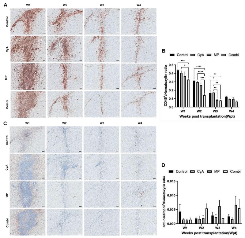圖3:移植異種NSC的免疫抑制C57BL/6小鼠紋狀體中CD45+白細(xì)胞和中性粒細(xì)胞的組織學(xué)分析。 圖3:移植異種NSC的免疫抑制C57BL/6小鼠紋狀體中CD45+白細(xì)胞和中性粒細(xì)胞的組織學(xué)分析。