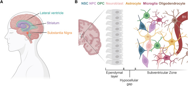 圖2:人類SVZ示意圖 圖2:人類SVZ示意圖