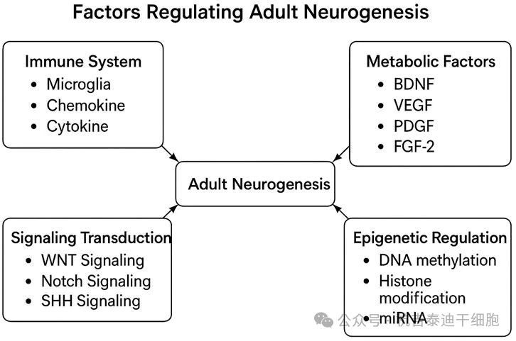 圖3：該圖展示了調(diào)節(jié)成體神經(jīng)發(fā)生的因素。
