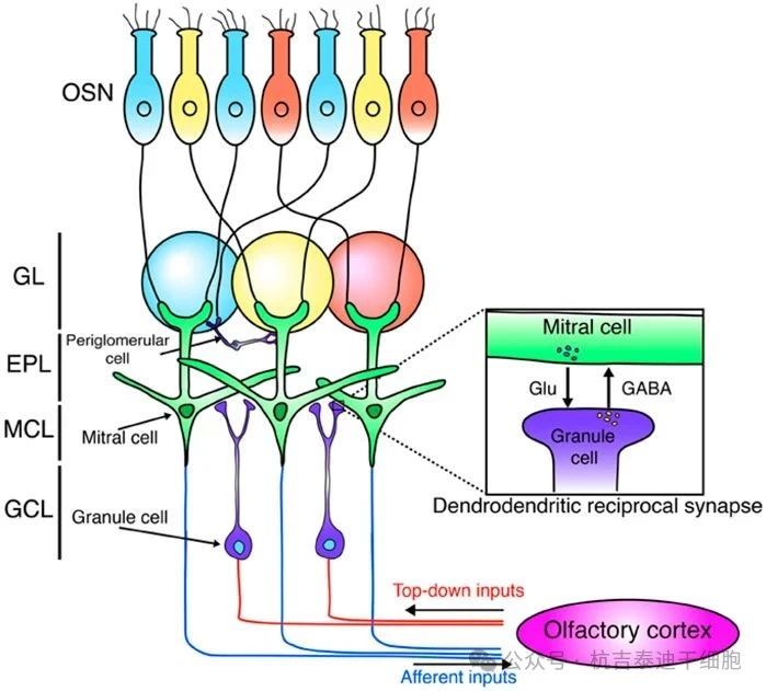 圖2：這是嗅球神經(jīng)網(wǎng)絡(luò)的示意圖。