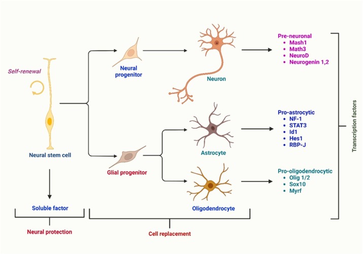 圖1:根據(jù)伴隨的轉(zhuǎn)錄因子,神經(jīng)干細胞分化為三種主要類型的神經(jīng)細胞:星形膠質(zhì)細胞、少突膠質(zhì)細胞和神經(jīng)元。 圖1:根據(jù)伴隨的轉(zhuǎn)錄因子,神經(jīng)干細胞分化為三種主要類型的神經(jīng)細胞:星形膠質(zhì)細胞、少突膠質(zhì)細胞和神經(jīng)元。