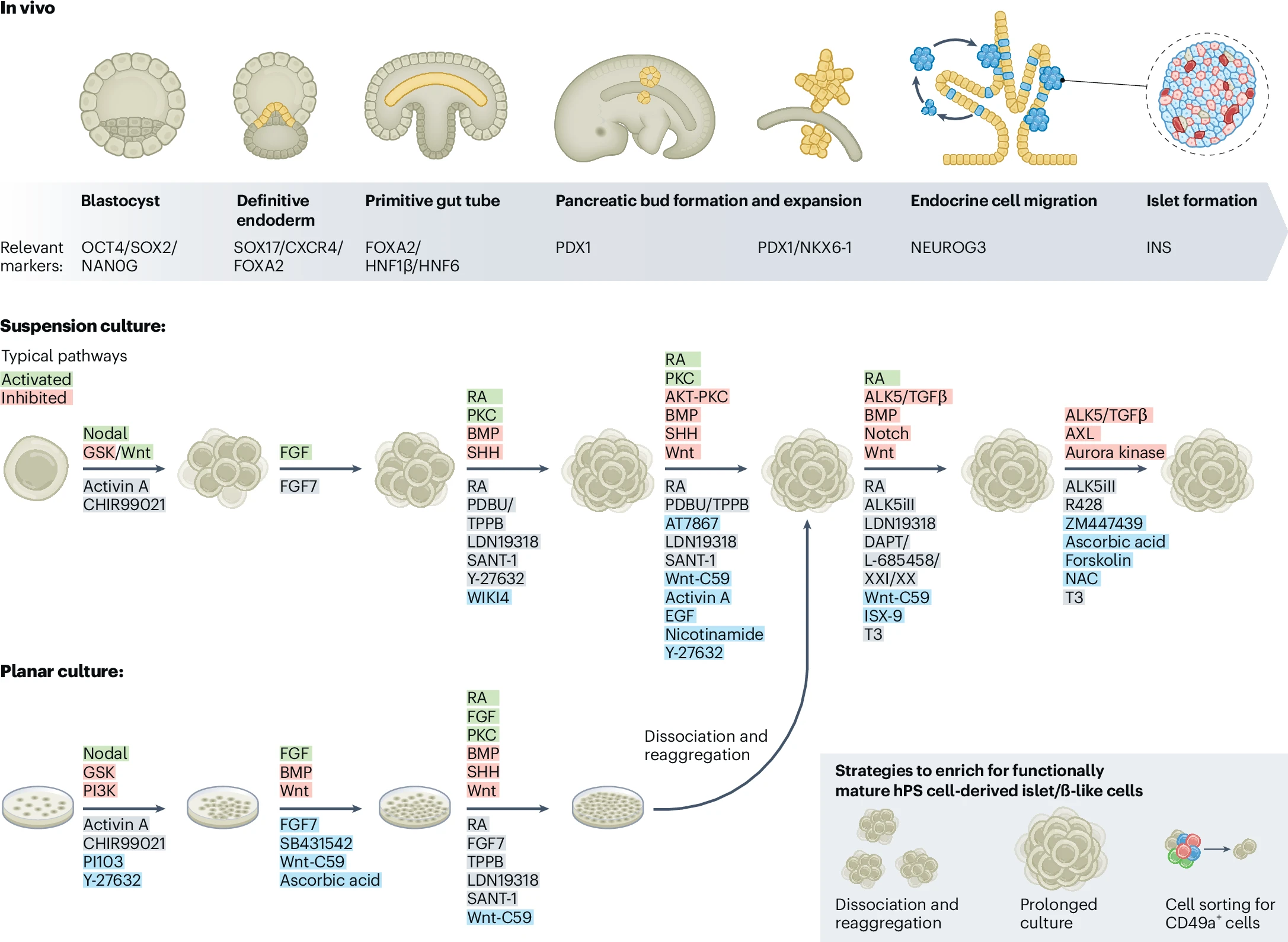 圖1:生成hPS細(xì)胞衍生的胰島/β樣細(xì)胞的最新協(xié)議進(jìn)展。 圖1:生成hPS細(xì)胞衍生的胰島/β樣細(xì)胞的最新協(xié)議進(jìn)展。