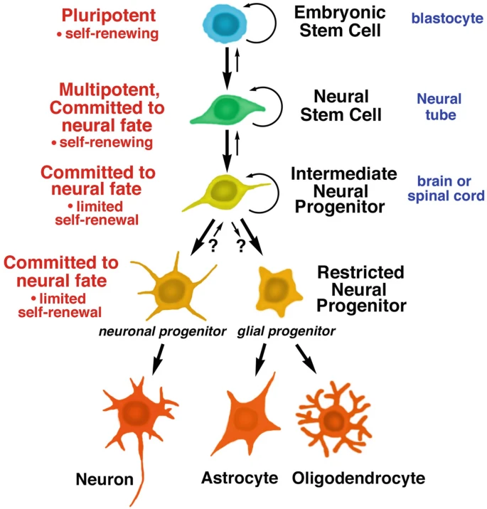 圖1:胚胎干細(xì)胞和神經(jīng)干細(xì)胞的發(fā)育階段。所有干細(xì)胞都具有分裂和自我更新的能力;子細(xì)胞可以分化成特定的譜系,包括神經(jīng)干細(xì)胞、神經(jīng)祖細(xì)胞,進(jìn)而分化成神經(jīng)元和神經(jīng)膠質(zhì)細(xì)胞。 圖1:胚胎干細(xì)胞和神經(jīng)干細(xì)胞的發(fā)育階段。所有干細(xì)胞都具有分裂和自我更新的能力;子細(xì)胞可以分化成特定的譜系,包括神經(jīng)干細(xì)胞、神經(jīng)祖細(xì)胞,進(jìn)而分化成神經(jīng)元和神經(jīng)膠質(zhì)細(xì)胞。