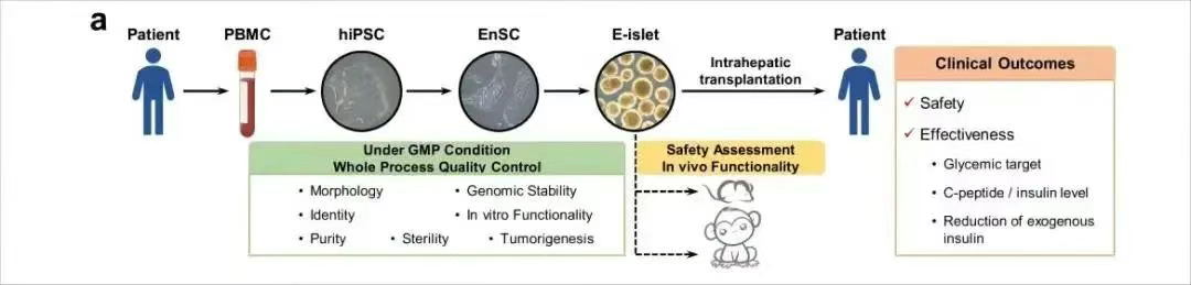 患者E-islet制備、質量控制及其移植安全性和有效性評估的主要流程概述 患者E-islet制備、質量控制及其移植安全性和有效性評估的主要流程概述
