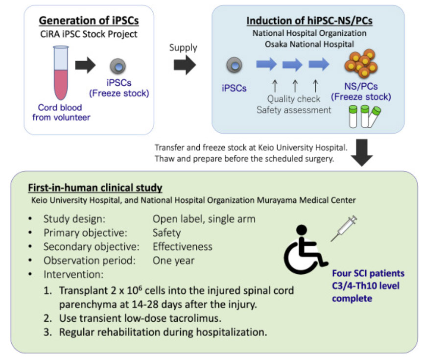 干細胞治療脊髓損傷