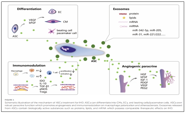 干細胞治療 干細胞治療