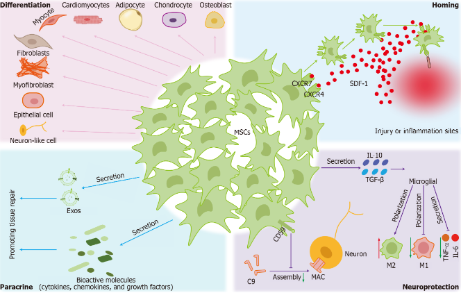 圖2:間充質干細胞的治療機制。 圖2:間充質干細胞的治療機制。