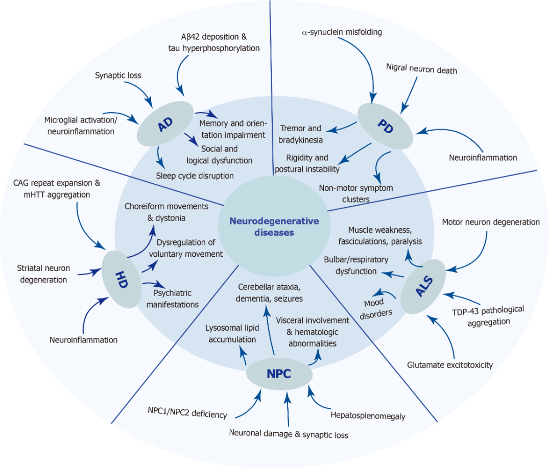 圖1:五種神經退行性疾病的發病機制和臨床表現。 該圖總結了五種神經退行性疾病復雜的病因和表型譜。 圖1:五種神經退行性疾病的發病機制和臨床表現。 該圖總結了五種神經退行性疾病復雜的病因和表型譜。