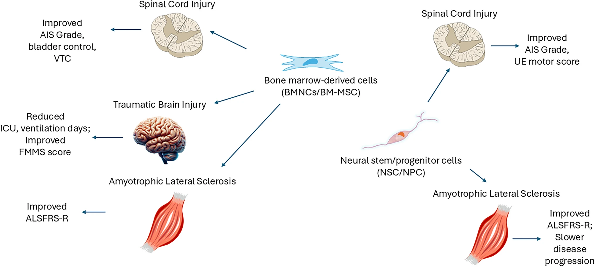 圖2:骨髓有核細(xì)胞和骨髓間充質(zhì)細(xì)胞在神經(jīng)創(chuàng)傷和神經(jīng)退行性疾病中的潛在治療效果 圖2:骨髓有核細(xì)胞和骨髓間充質(zhì)細(xì)胞在神經(jīng)創(chuàng)傷和神經(jīng)退行性疾病中的潛在治療效果
