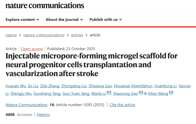 用于中風(fēng)后神經(jīng)祖細(xì)胞移植和血管化的可注射微孔形成微凝膠支 用于中風(fēng)后神經(jīng)祖細(xì)胞移植和血管化的可注射微孔形成微凝膠支