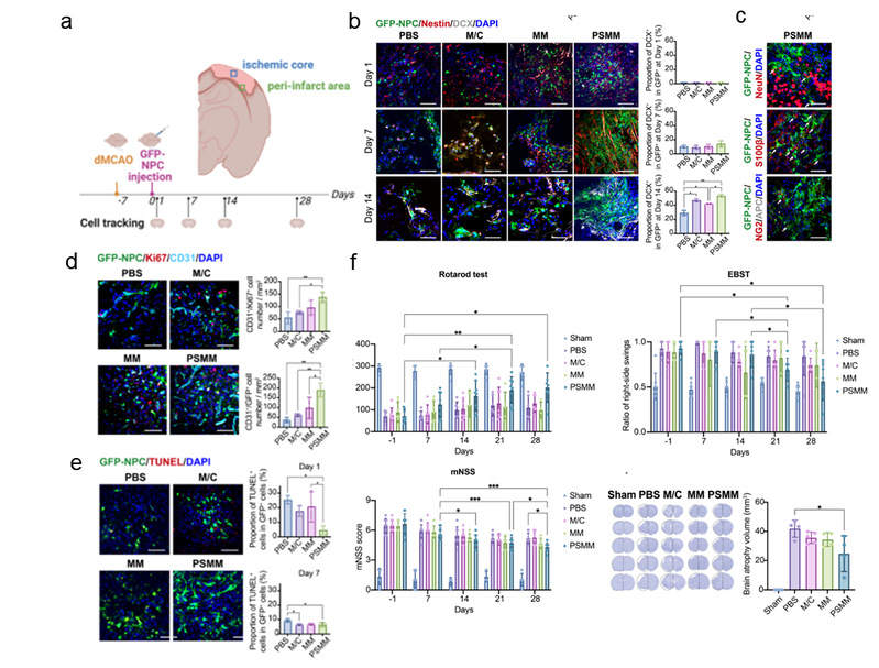 負(fù)載NPCs的PSMM-基質(zhì)復(fù)合支架促進(jìn)大鼠卒中后損傷修復(fù) 負(fù)載NPCs的PSMM-基質(zhì)復(fù)合支架促進(jìn)大鼠卒中后損傷修復(fù)
