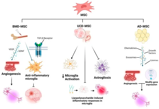 圖1:神經干細胞(NSCs)、間充質干細胞(MSCs)和誘導多能干細胞(iPSCs)的分化潛能。 圖1:神經干細胞(NSCs)、間充質干細胞(MSCs)和誘導多能干細胞(iPSCs)的分化潛能。