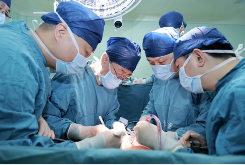 西京醫(yī)院肝膽外科竇科峰院士、楊詔旭副教授等為受體移植豬肝