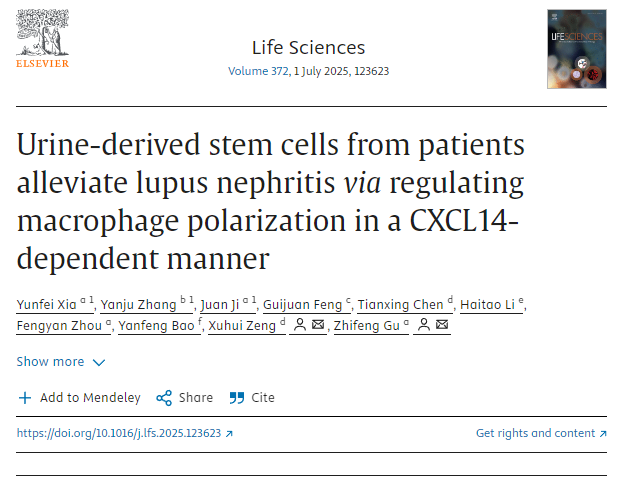 患者尿液來源的干細胞通過CXCL14依賴性方式調節巨噬細胞極化，從而緩解狼瘡性腎炎