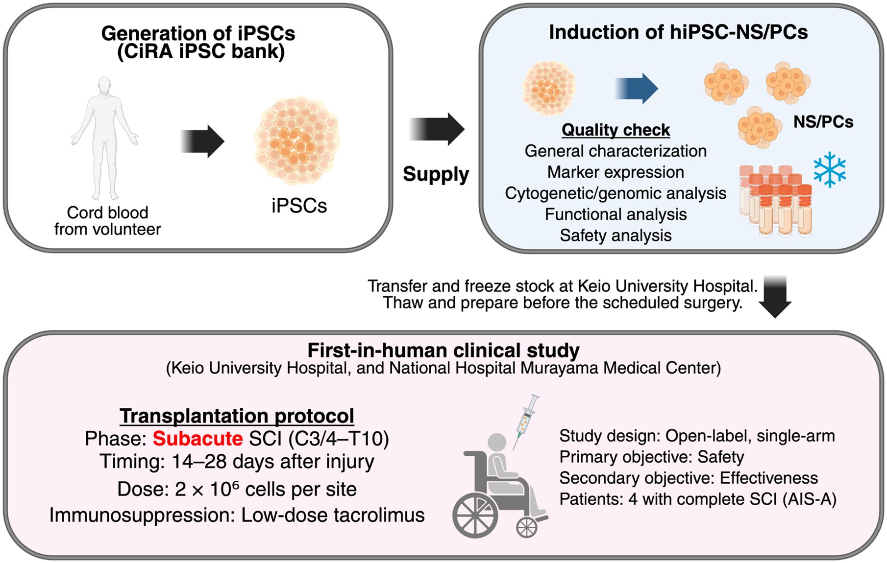 圖1：hiPSC-NS/PC制備及首次人體移植治療亞急性脊髓損傷。