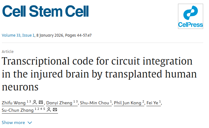 《Cell Stem Cell》新解：修復(fù)中風(fēng)腦損傷，干細(xì)胞“內(nèi)在導(dǎo)航”比數(shù)量更重要