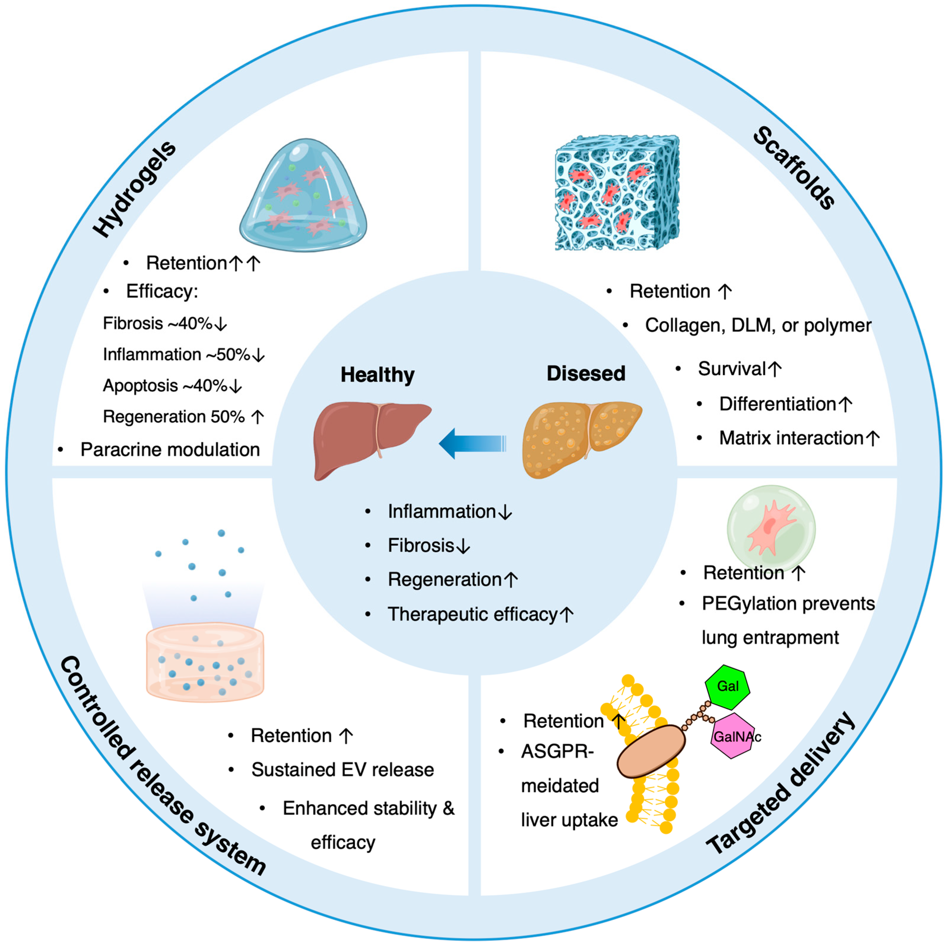 圖3：生物材料輔助策略增強間充質干細胞（MSC）和細胞外囊泡（EV）在肝病中的療效。