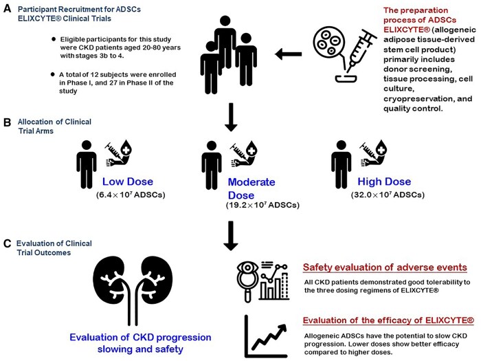 該圖文摘要總結(jié)了ELIXCYTE臨床試驗(yàn),重點(diǎn)介紹了慢性腎臟病(CKD)患者的招募、異體脂肪干細(xì)胞(ADSCs)低劑量、中劑量和高劑量組的分配以及療效評估。試驗(yàn)證實(shí)了良好的安全性,延緩了CKD的進(jìn)展,并在較低劑量下顯示出更佳的療效,凸顯了ELIXCYTE在CKD治療中的治療潛力。