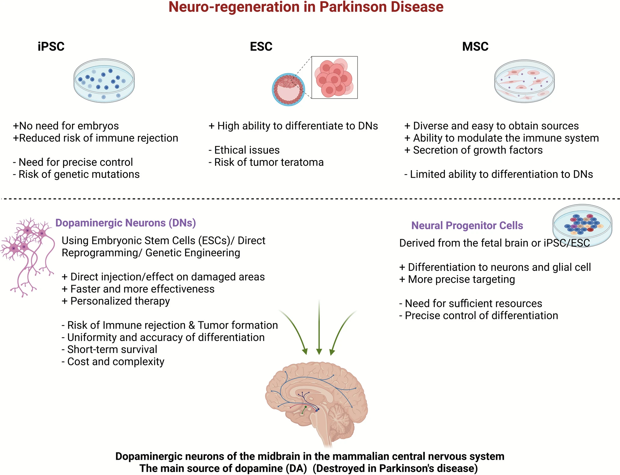 圖2：用于帕金森病細胞療法的不同干細胞來源及其優缺點