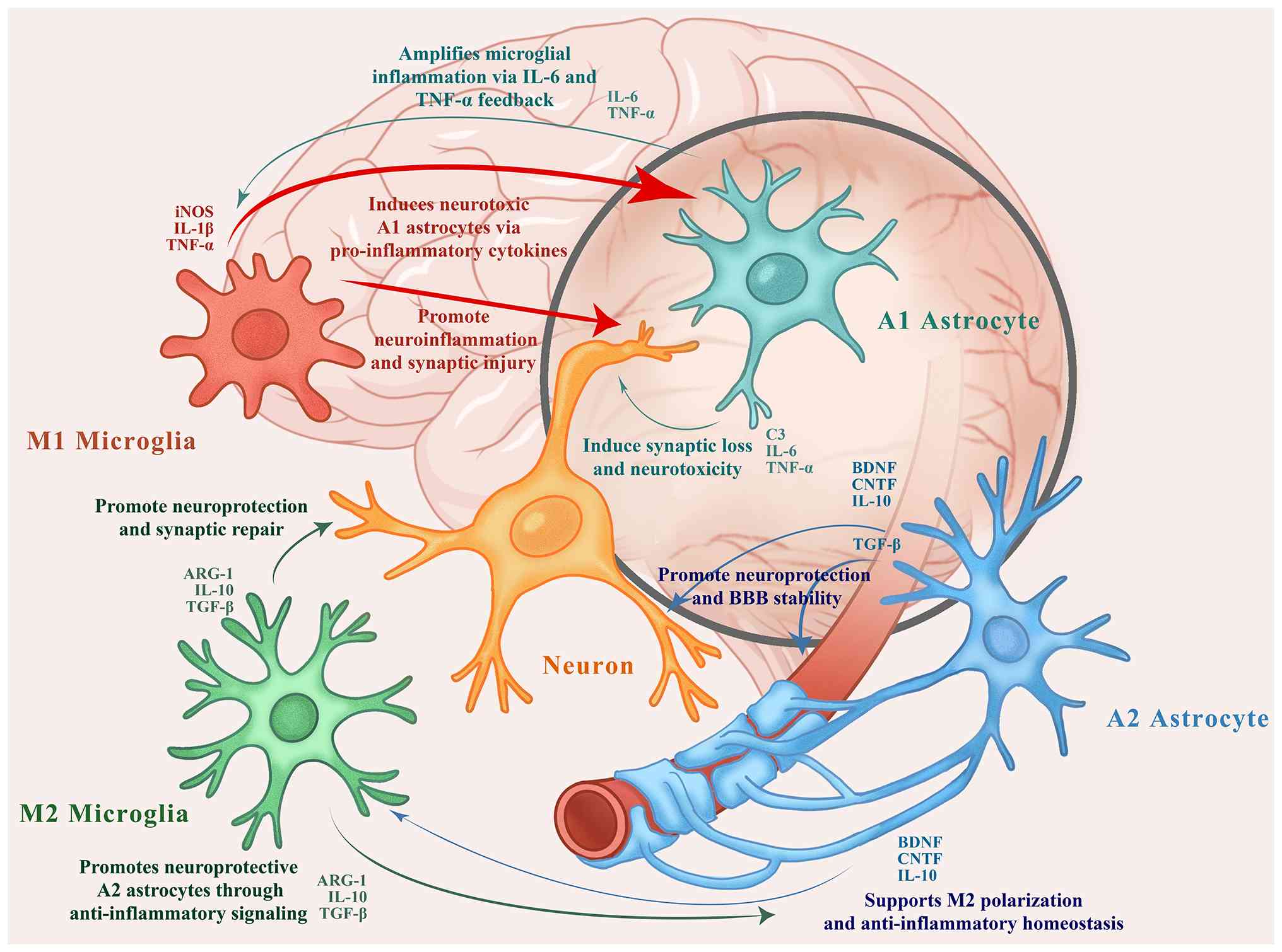 圖1:自閉癥譜系障礙患者大腦中小膠質細胞、星形膠質細胞和神經(jīng)元之間的相互作用。M1型小膠質細胞和A1型星形膠質細胞釋放促炎細胞因子(例如TNF-α、IL-1β和IL-6),這些細胞因子會加劇神經(jīng)炎癥并誘導突觸損傷。相反,M2型小膠質細胞和A2型星形膠質細胞分泌抗炎因子和神經(jīng)營養(yǎng)因子(例如IL-10、TGF-β、BDNF和CNTF),從而促進突觸修復、血腦屏障穩(wěn)定性和體內平衡。 圖1:自閉癥譜系障礙患者大腦中小膠質細胞、星形膠質細胞和神經(jīng)元之間的相互作用。M1型小膠質細胞和A1型星形膠質細胞釋放促炎細胞因子(例如TNF-α、IL-1β和IL-6),這些細胞因子會加劇神經(jīng)炎癥并誘導突觸損傷。相反,M2型小膠質細胞和A2型星形膠質細胞分泌抗炎因子和神經(jīng)營養(yǎng)因子(例如IL-10、TGF-β、BDNF和CNTF),從而促進突觸修復、血腦屏障穩(wěn)定性和體內平衡。