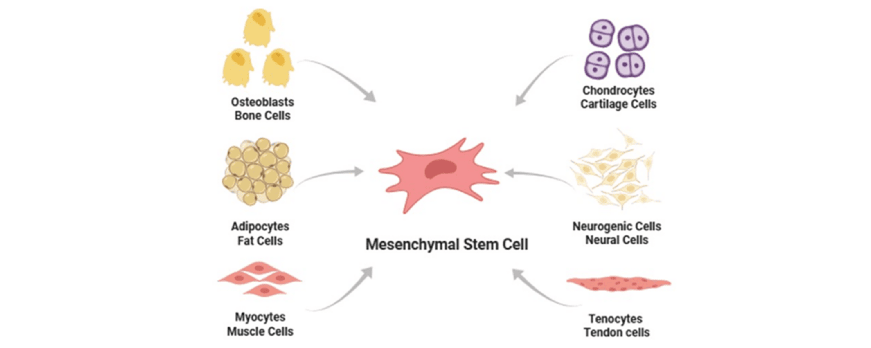 圖3:間充質干細胞分化 圖3:間充質干細胞分化